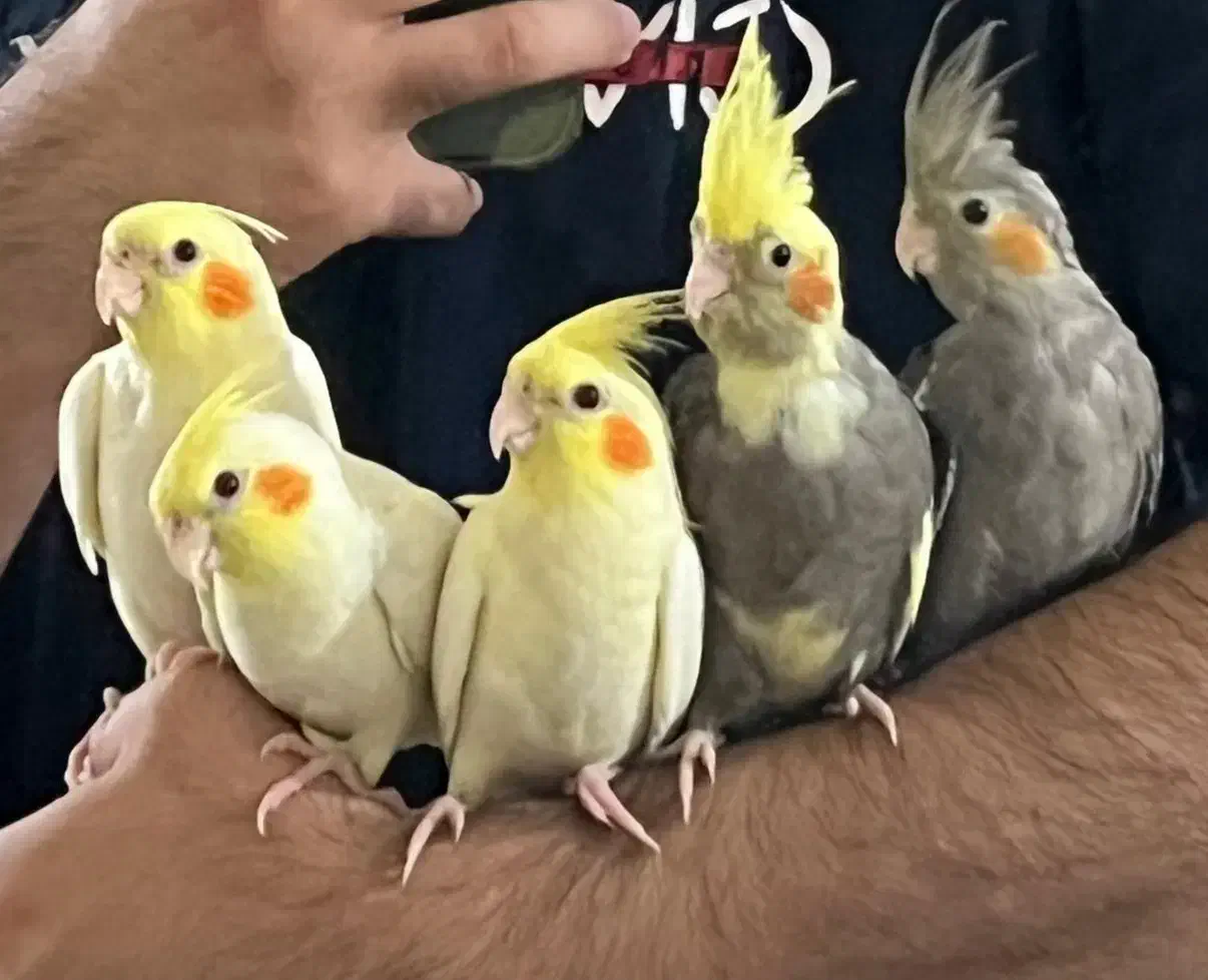 عروس هلندی نر و ماده|پرنده|خرمشهر, |دیوار