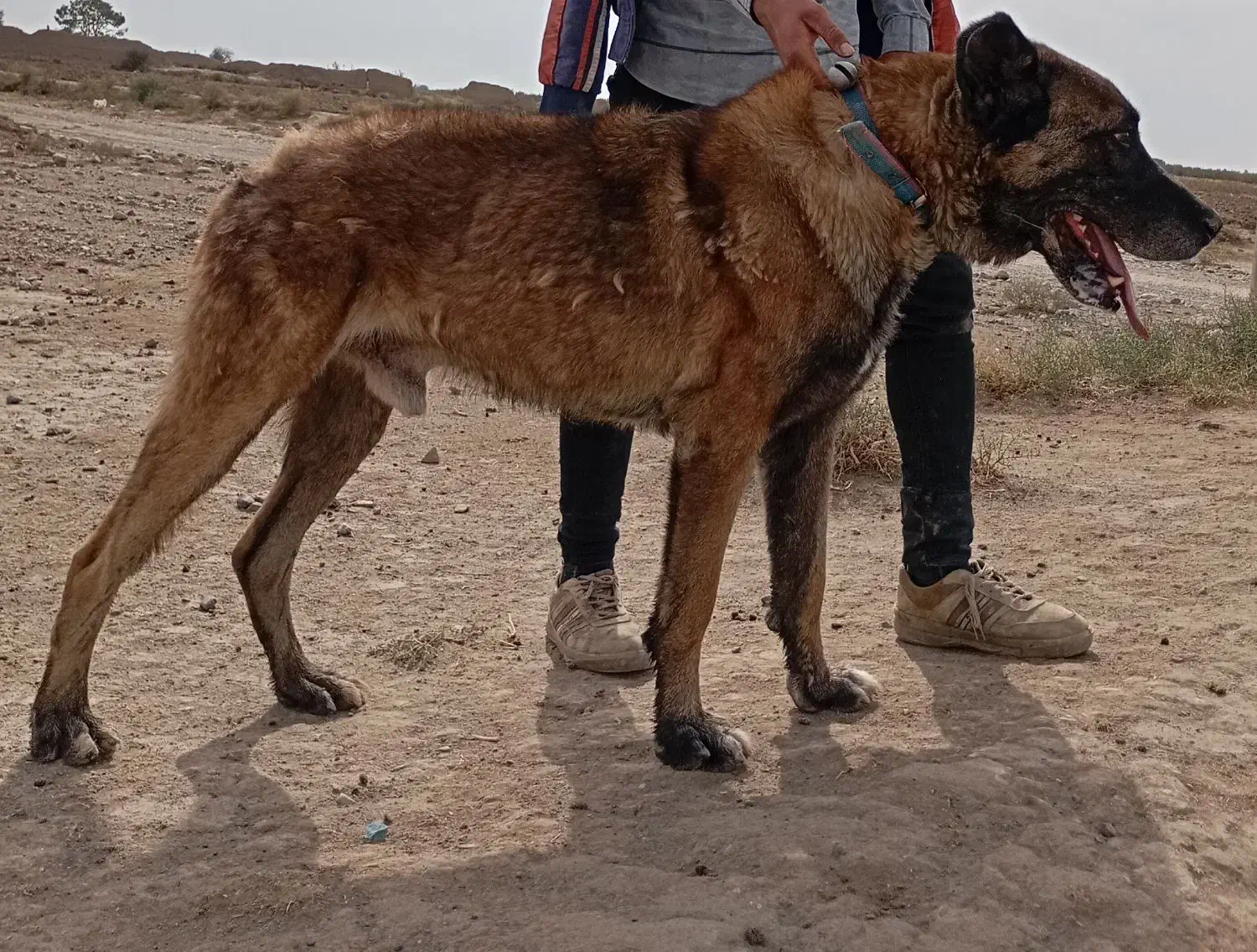 سگ سرابی|سگ|صوفیان, |دیوار