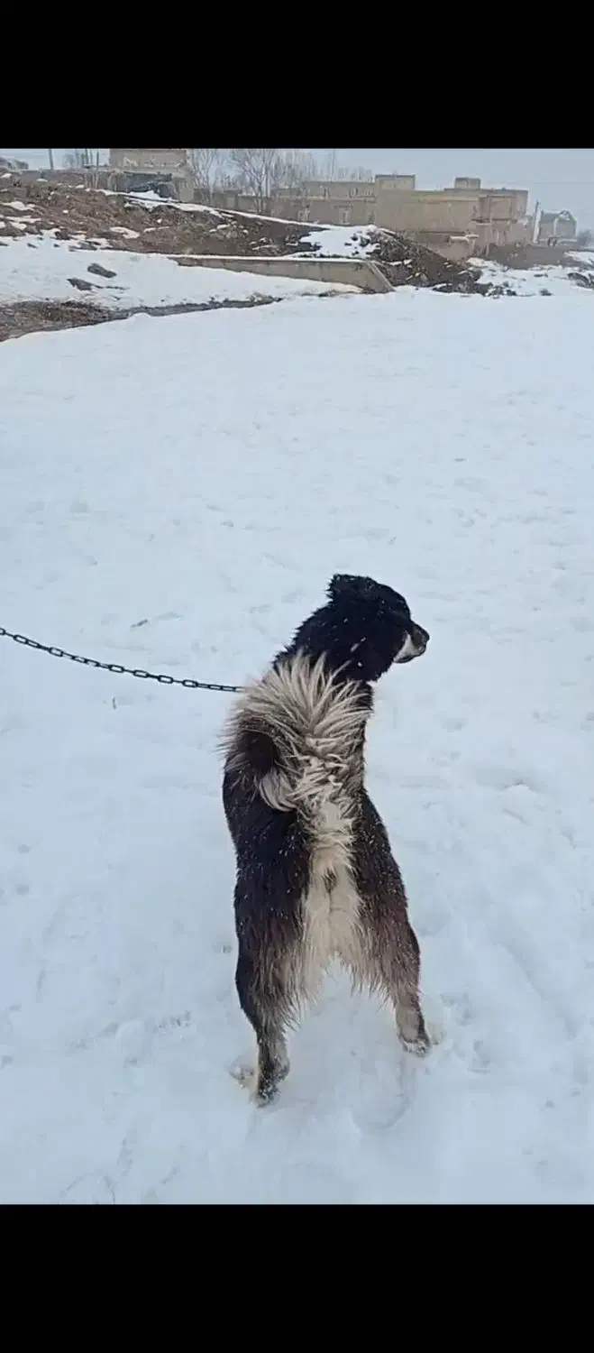 سگ نگهبان|سگ|تکاب, |دیوار