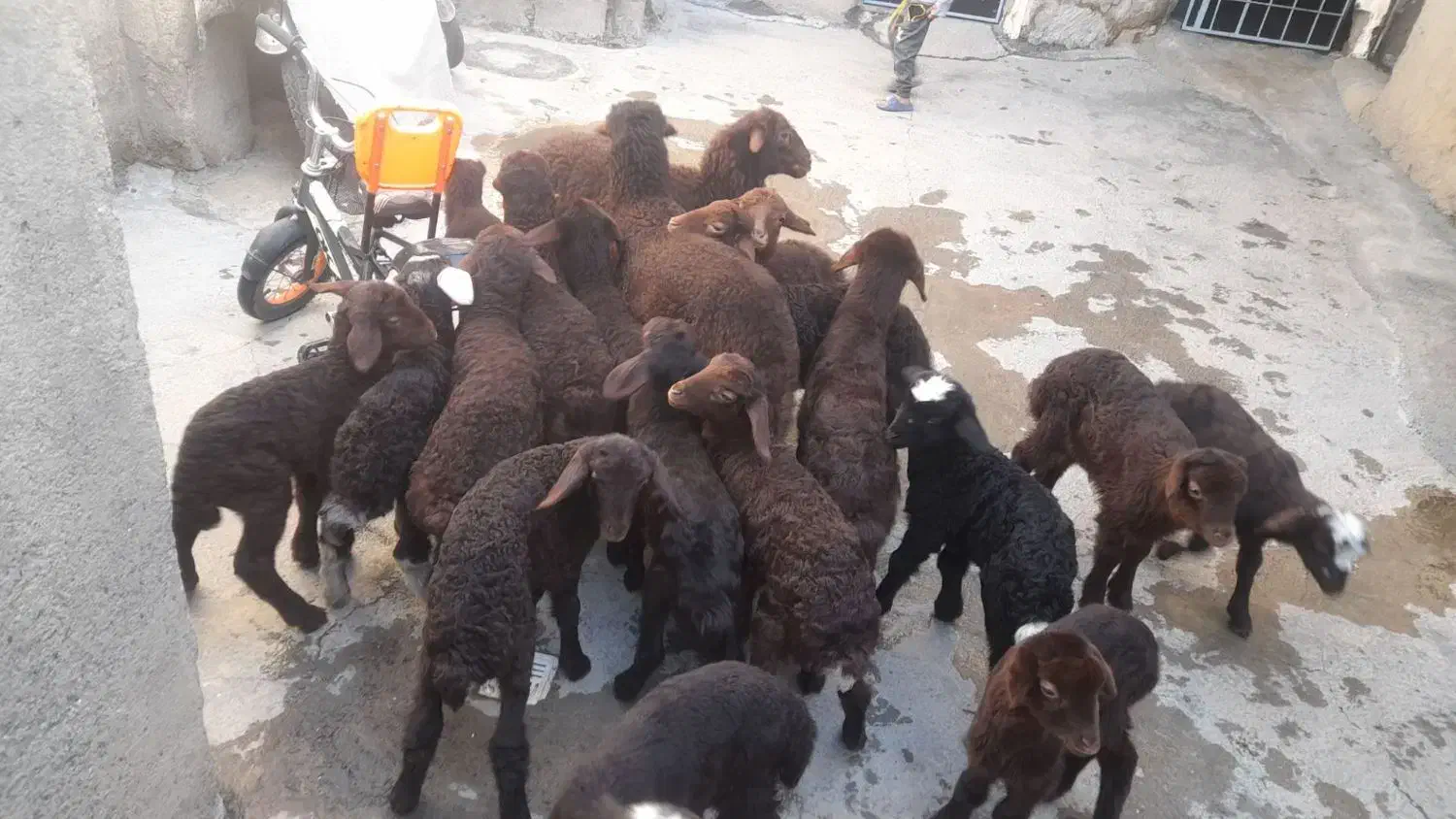 گوسفند و بره|حیوانات مزرعه|مریوان, |دیوار