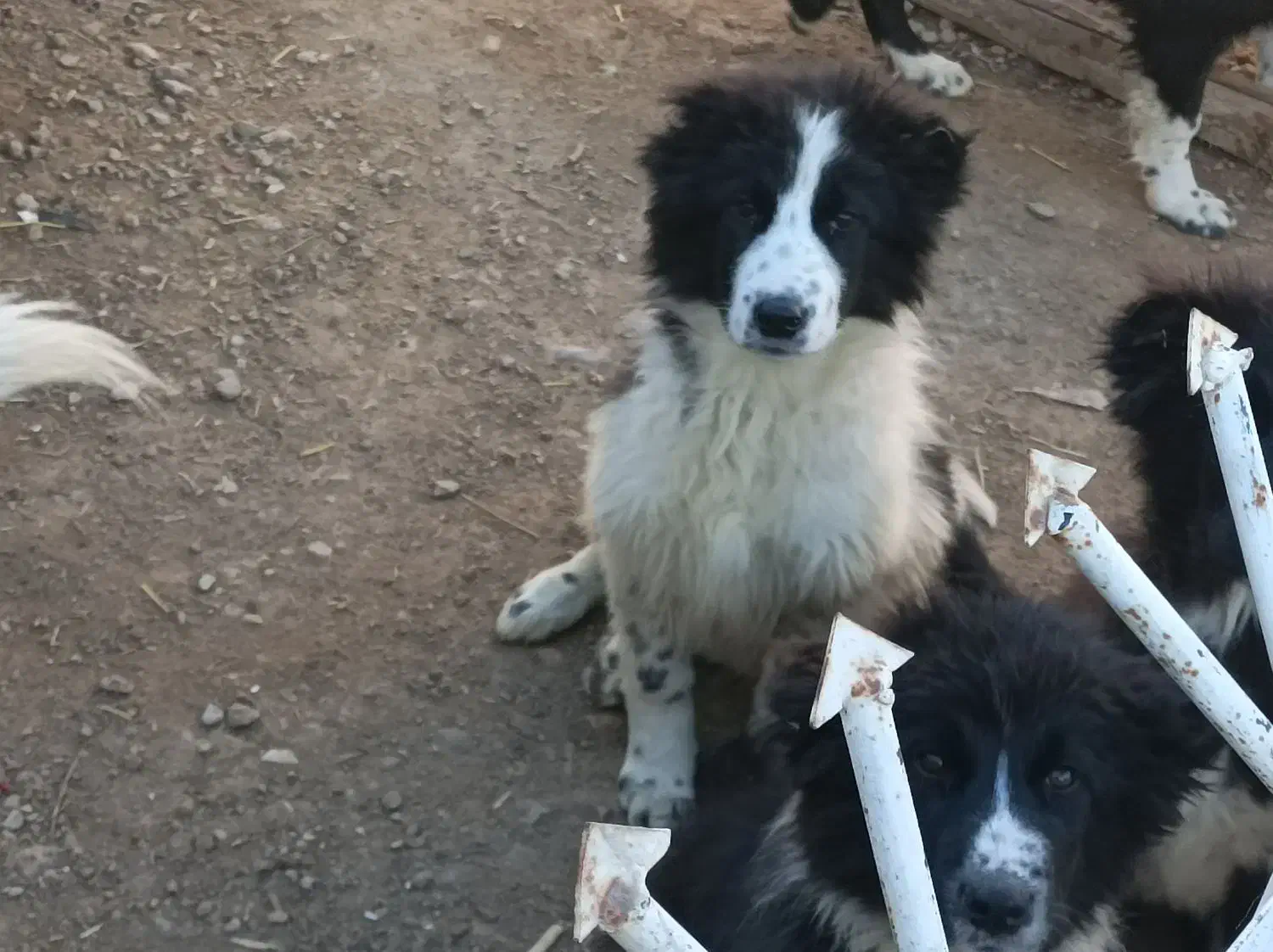 توله سگ|سگ|نجفآباد, ویلاشهر|دیوار