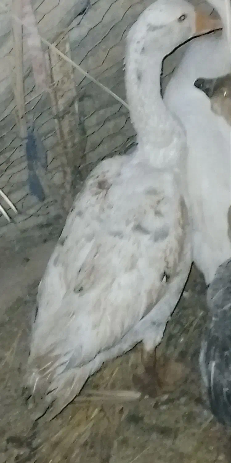 غاز یا بت|حیوانات مزرعه|خمک, |دیوار