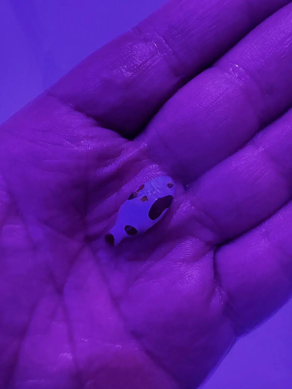 ماهی ابشور اکواریوم|ماهی|تهران, جوادیه تهرانپارس|دیوار