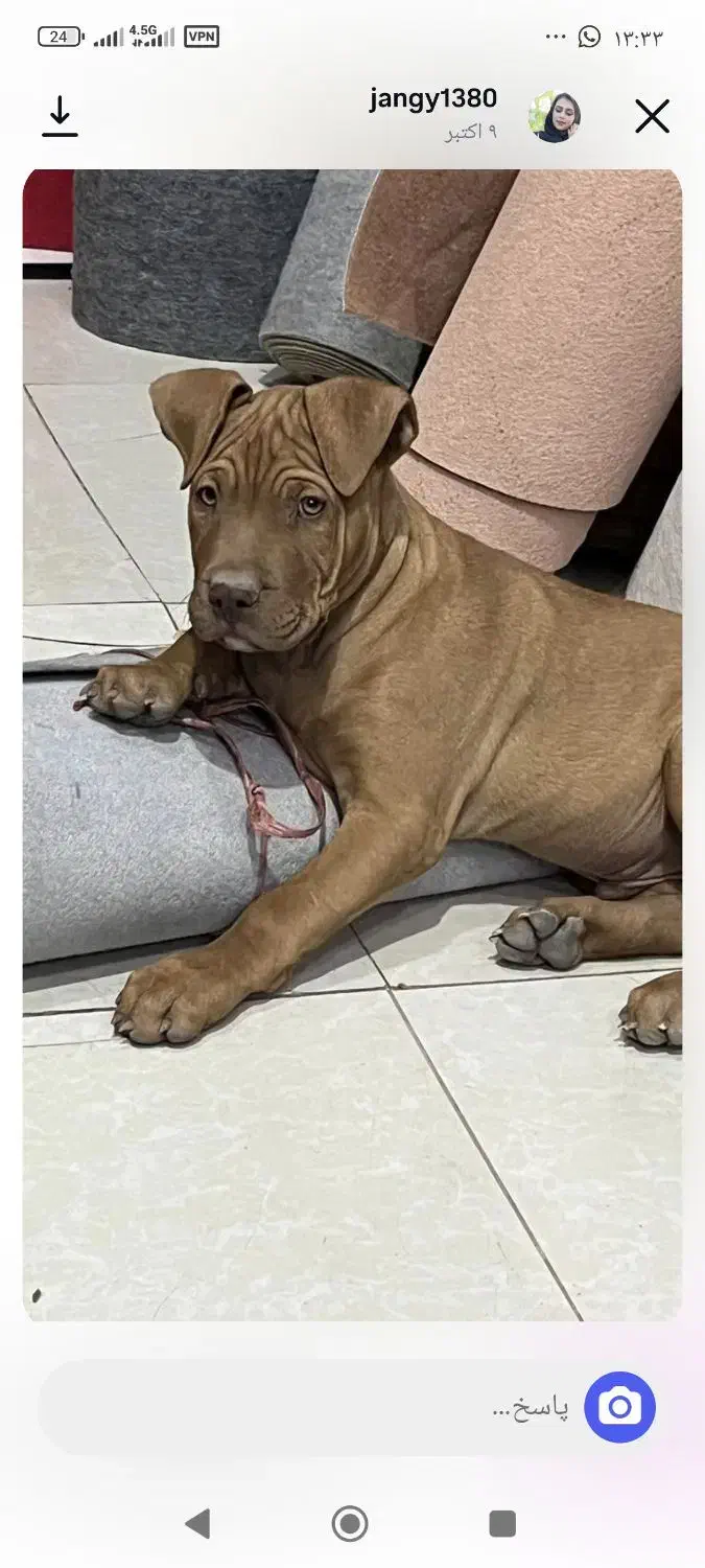 سگ نر 4ماهه نژادپیت بول|سگ|جوین, |دیوار