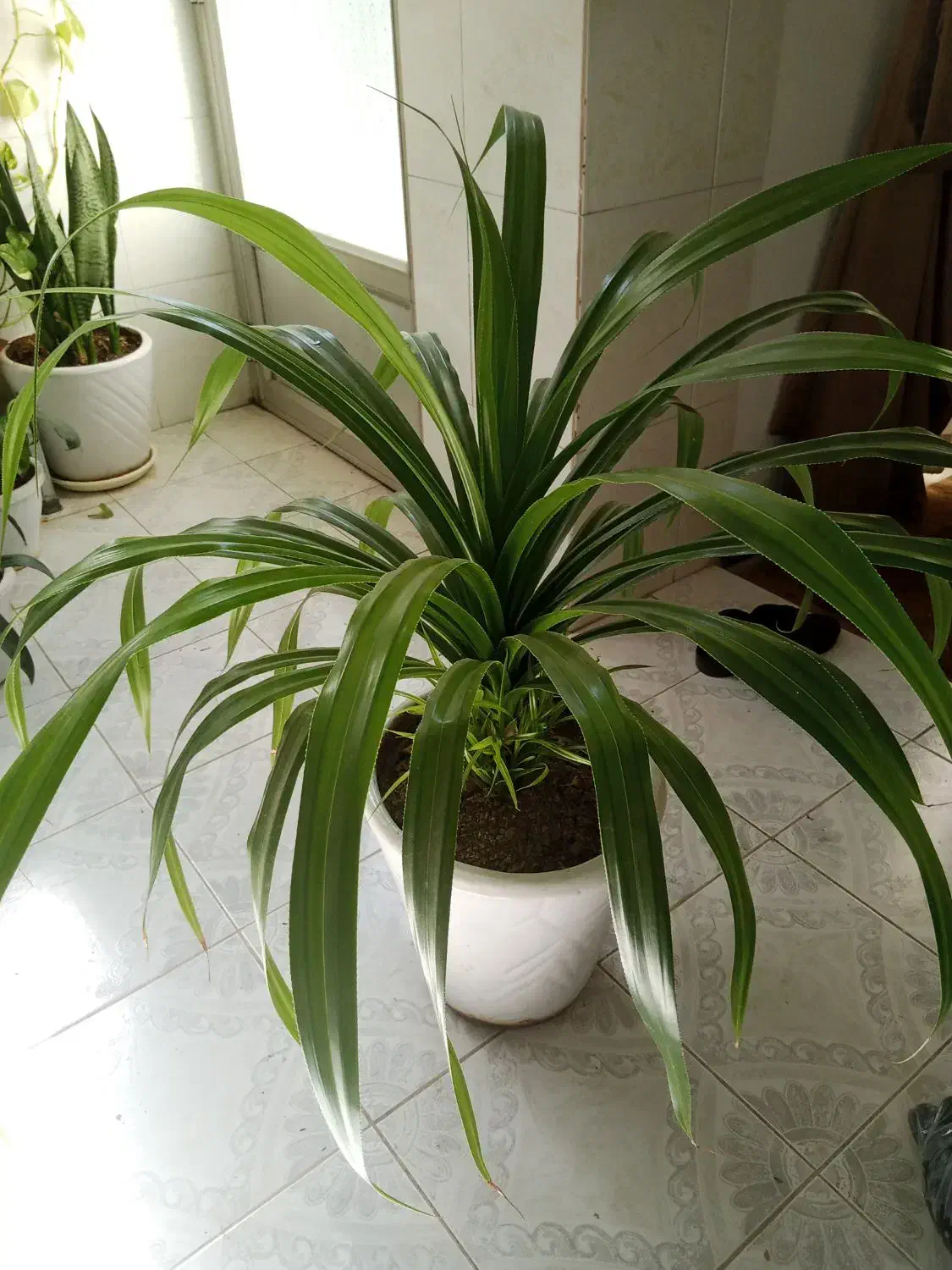 سرامیک بزرگ بزرگ  با گل بزرگ|گل و گیاه طبیعی|نهاوند, |دیوار