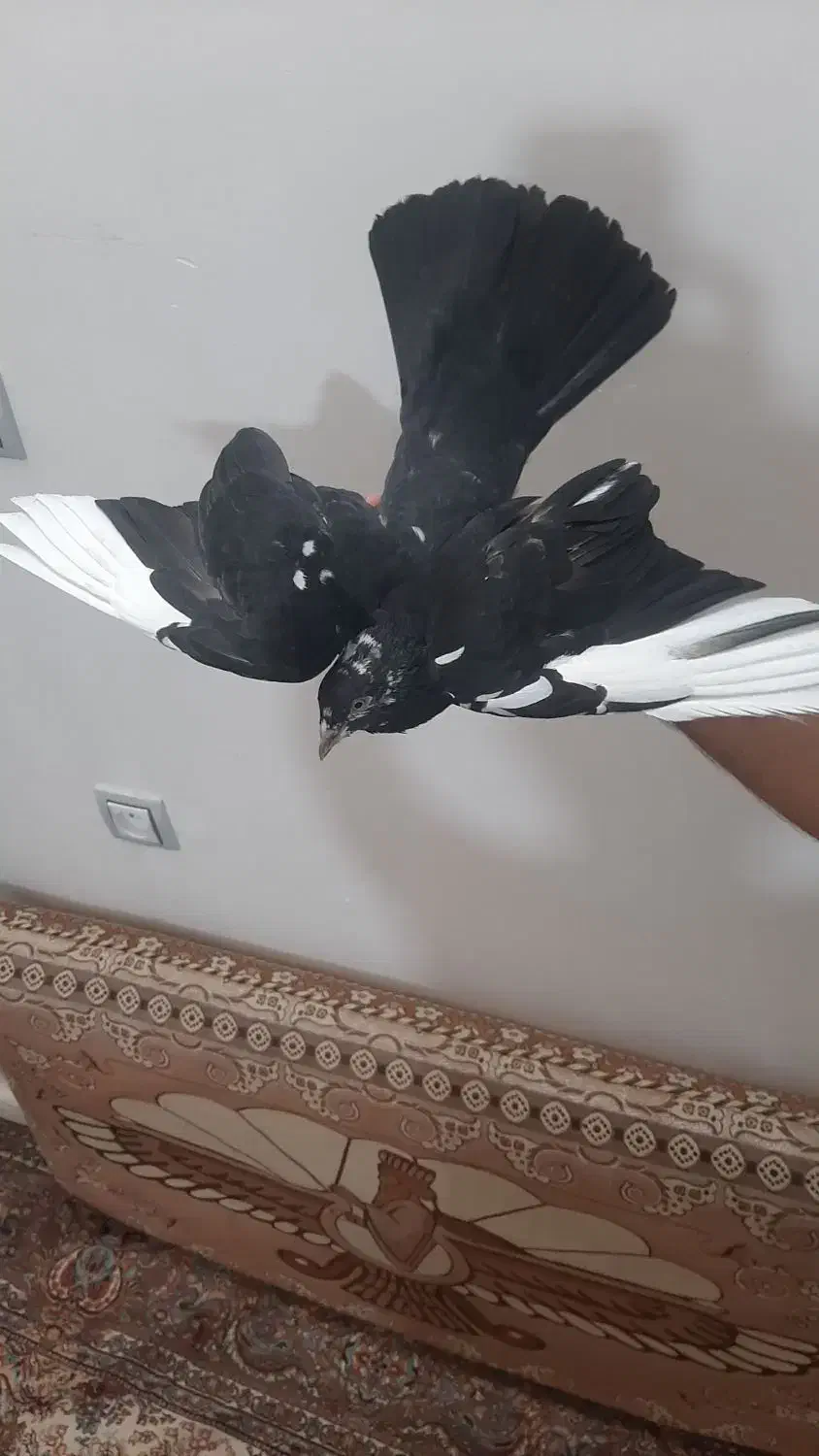 کبوتر|پرنده|سبزوار, قلعه‌نو دهزار|دیوار