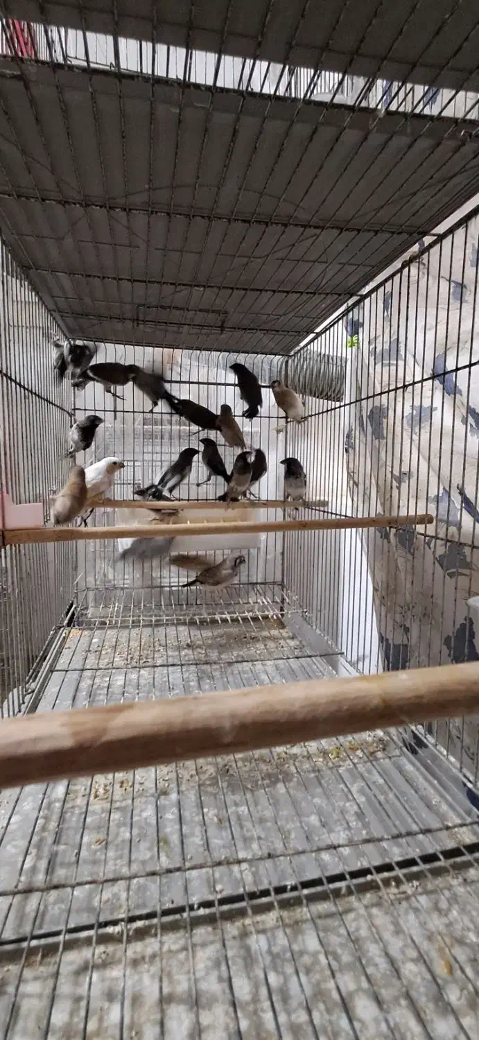 فنچ|پرنده|رشت, پل تالشان|دیوار