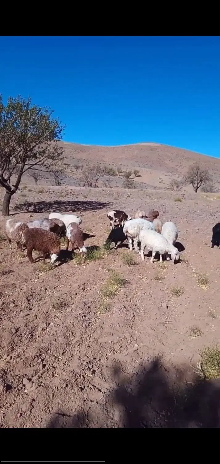 ۵ عدد بره|حیوانات مزرعه|شاخنات, |دیوار