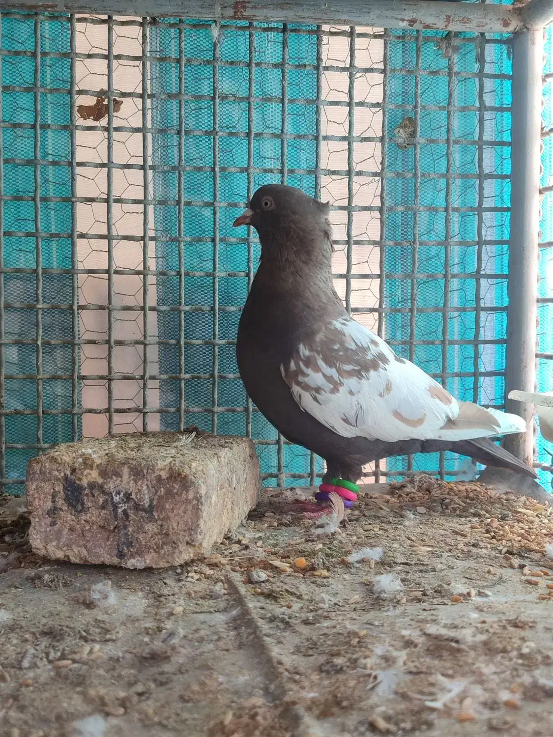 ماده سینه قهوه ای|پرنده|شهرکرد, |دیوار