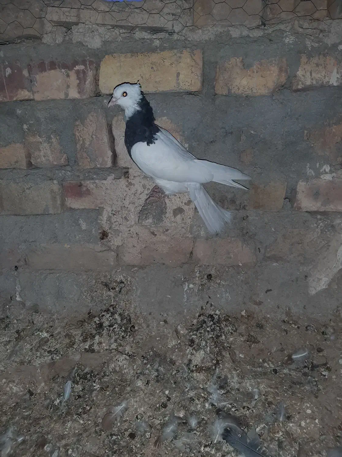 کبوتر فروشی معامله هم میشن|پرنده|سراوان, |دیوار