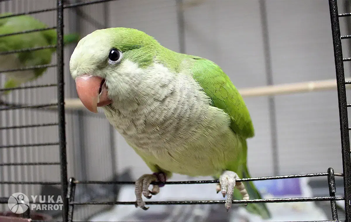 گمشده طوطی(راهب)|حیوانات|گرگان, |دیوار