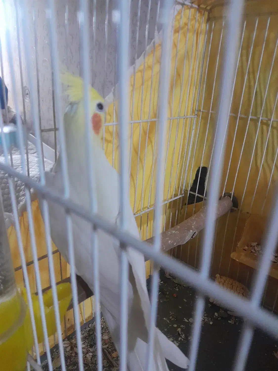 عروس هلندی سخنگو|پرنده|مشهد, آزادشهر|دیوار