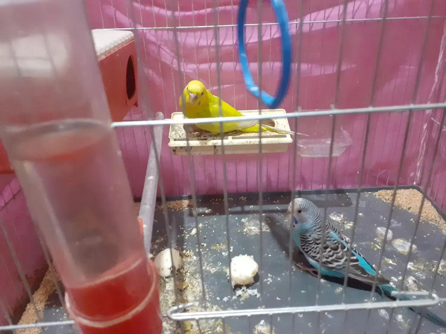 مرغ عشق|پرنده|رباط‌کریم, نصیرشهر|دیوار