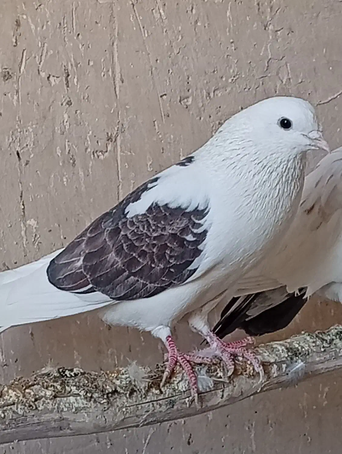 کبوتر خوب|پرنده|جعفرآباد, |دیوار