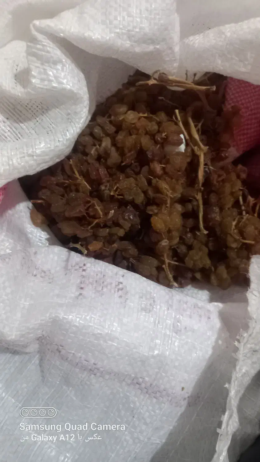 کشمش بیدانه کشمشی اصل اورگانیک|عمده‌فروشی|مشکان, |دیوار