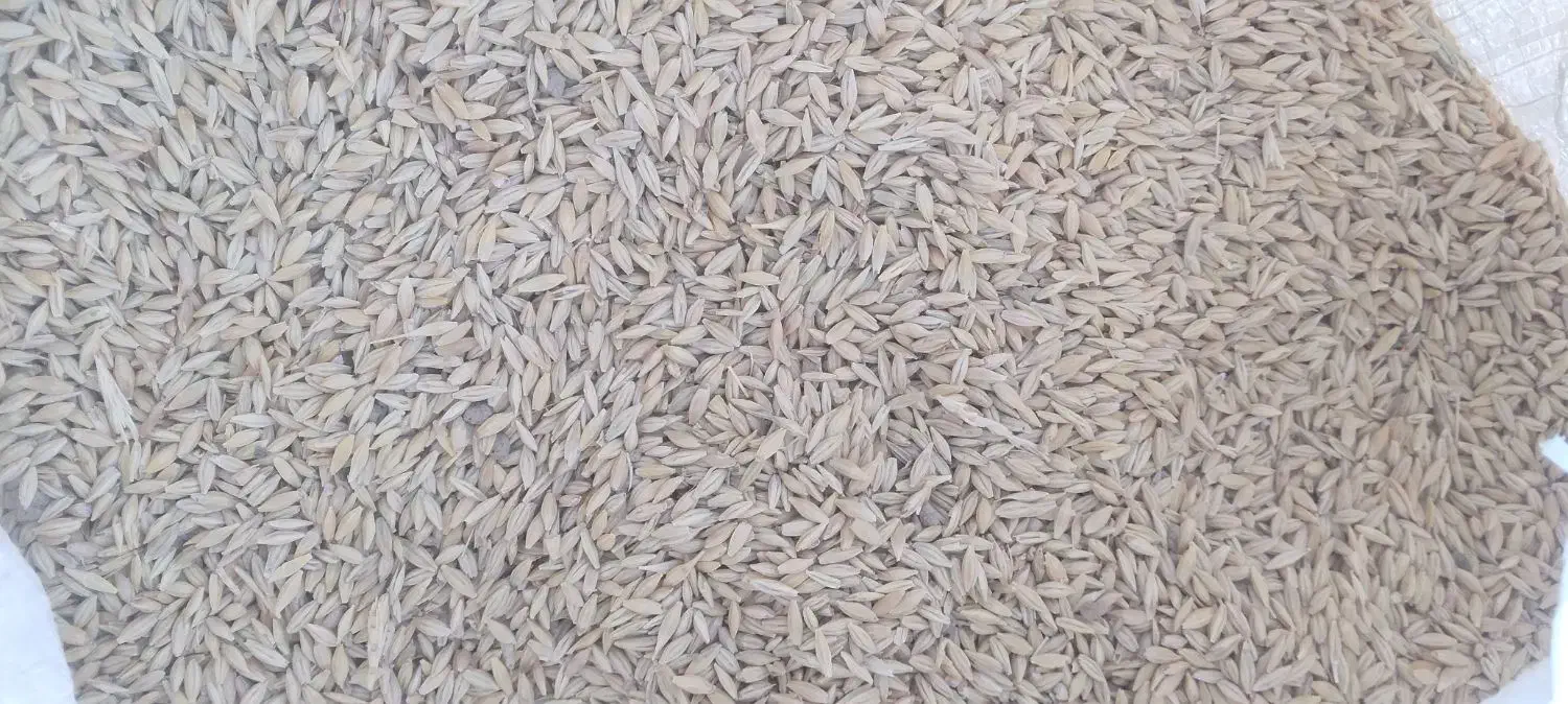 جو بذری سهند|خدمات باغبانی و درختکاری|قوچان, |دیوار