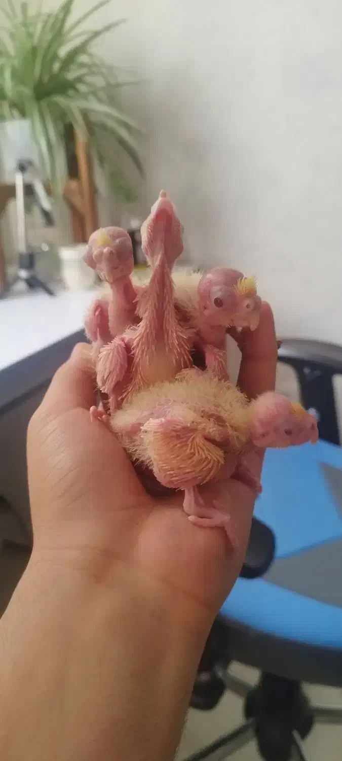 عروس هلندی. طوطی|پرنده|محمدشهر, محمدشهر|دیوار