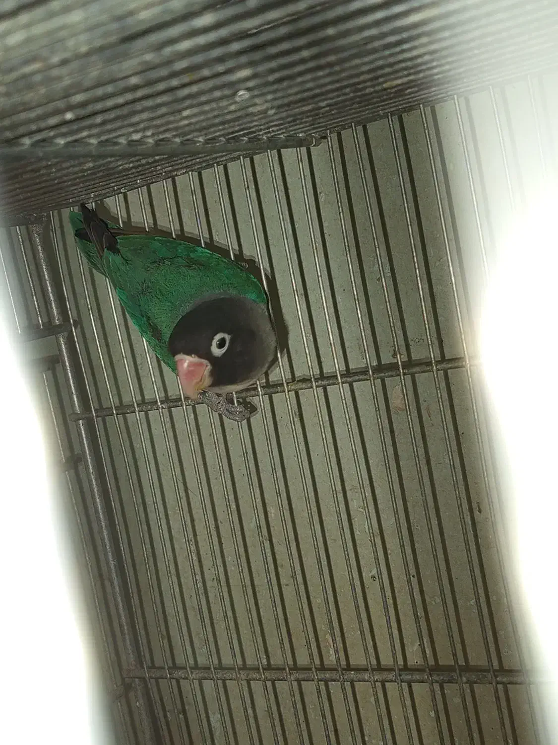 طوطی سالم و سرحال|پرنده|مهاباد (آذربایجان غربی), |دیوار