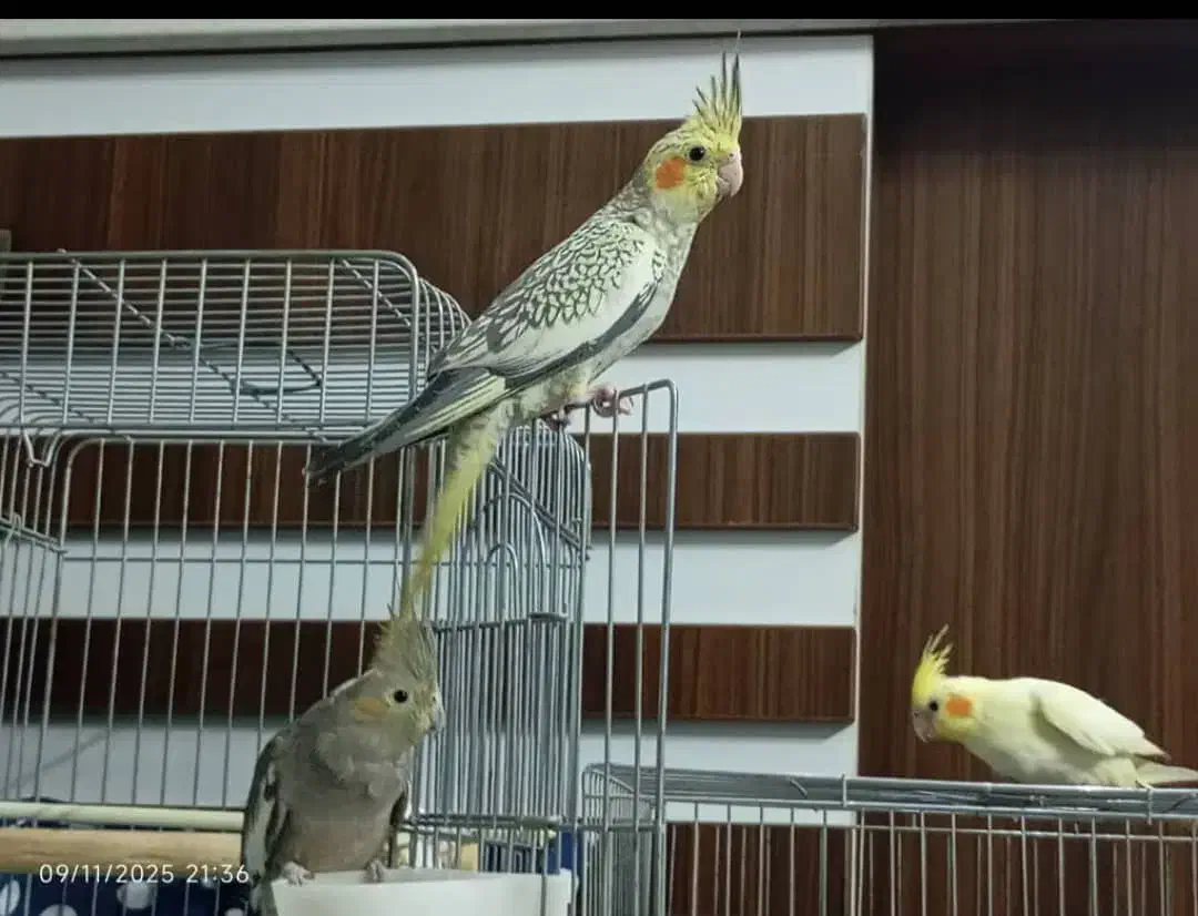 عروس هلندی|پرنده|تهران, مینابی|دیوار