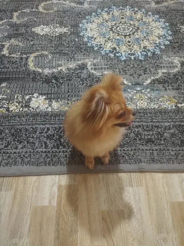 پامرانین خرسی ماده|سگ|شهریار, شهرک بهاران (ویره)|دیوار