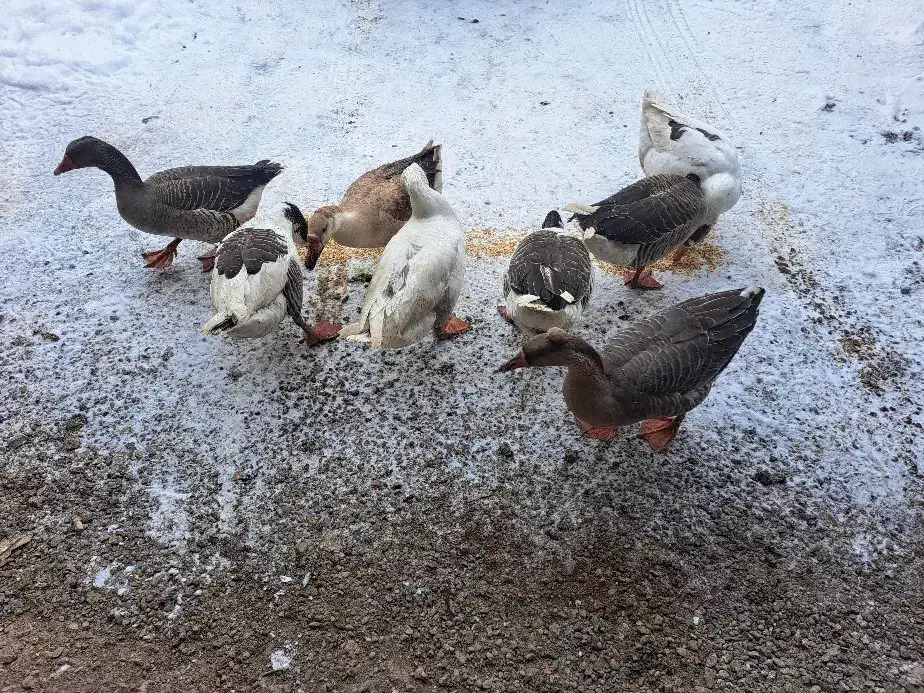 قاز نر محلی|حیوانات مزرعه|هریس, |دیوار