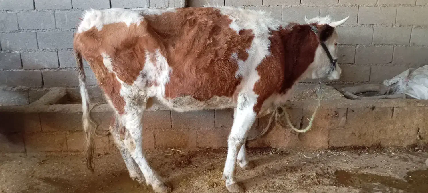 دوتا گاو سمینتال شیری|حیوانات مزرعه|اهواز, شهرک نفت|دیوار