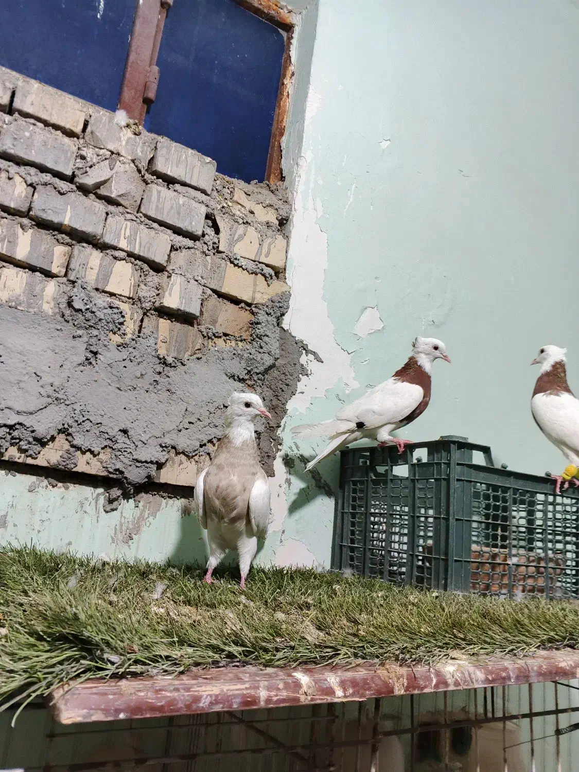 طوقی|پرنده|اهواز, کوی مندلی(سه راه خرمشهر)|دیوار