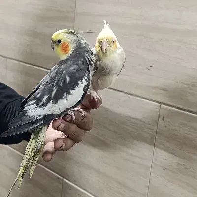 عروس نر یک و دو ساله|پرنده|تهران, شهرک شریعتی|دیوار