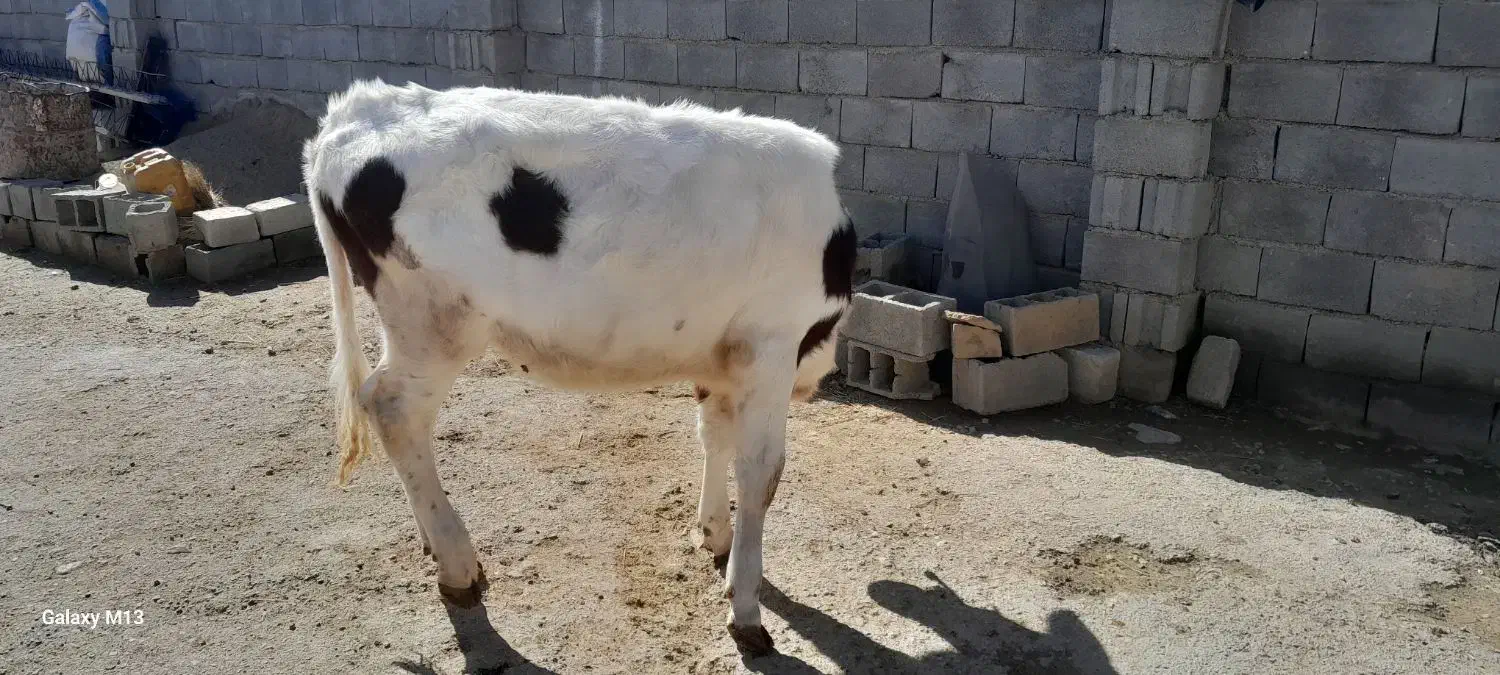 گوساله|حیوانات مزرعه|گرمخان, |دیوار