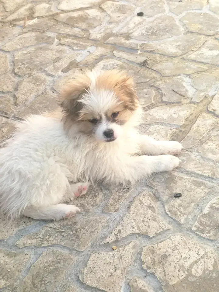 سگ پامر|سگ|ایلام, |دیوار