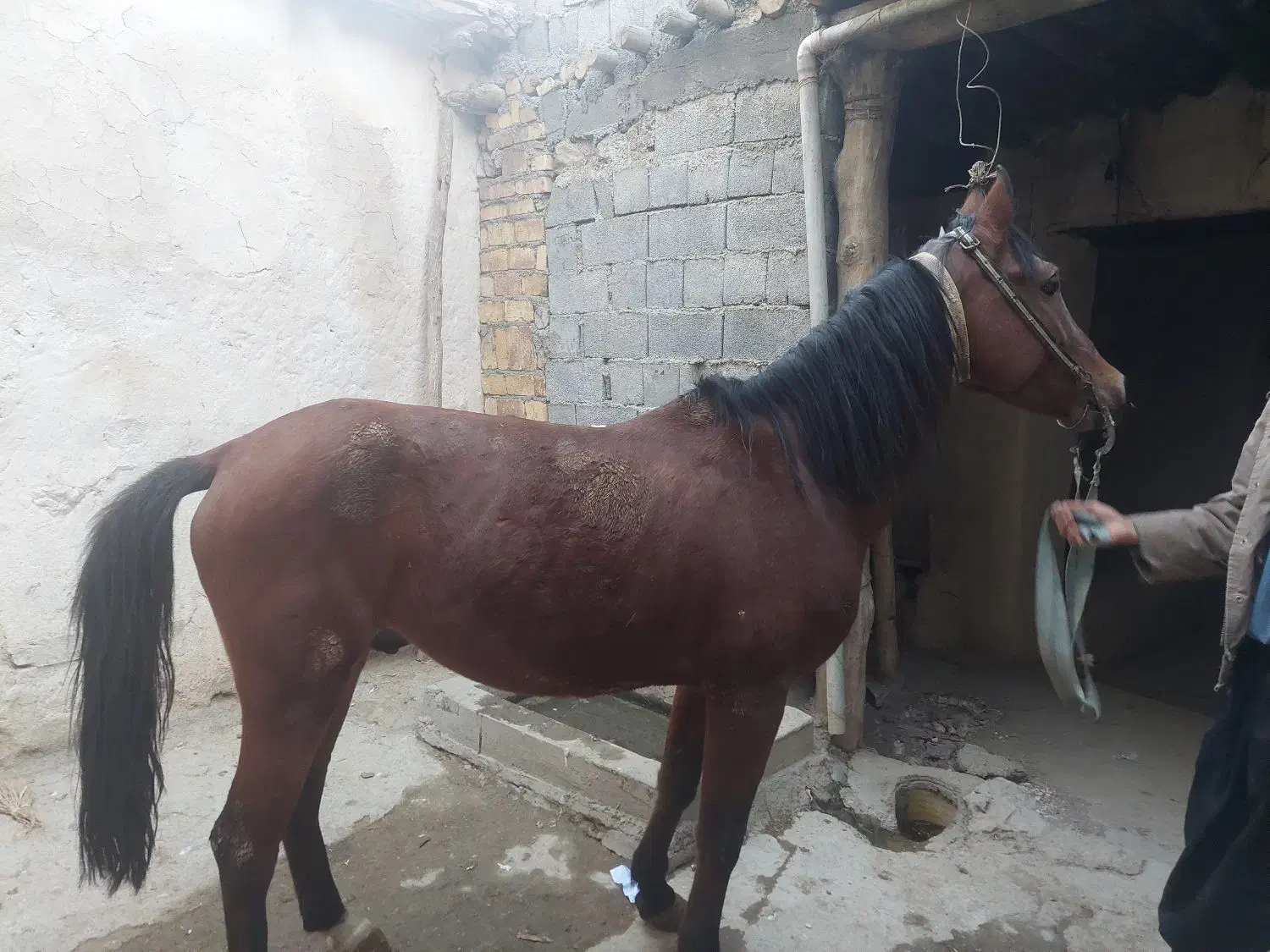 اسب کورد|اسب و تجهیزات اسبسواری|بیلوار, |دیوار