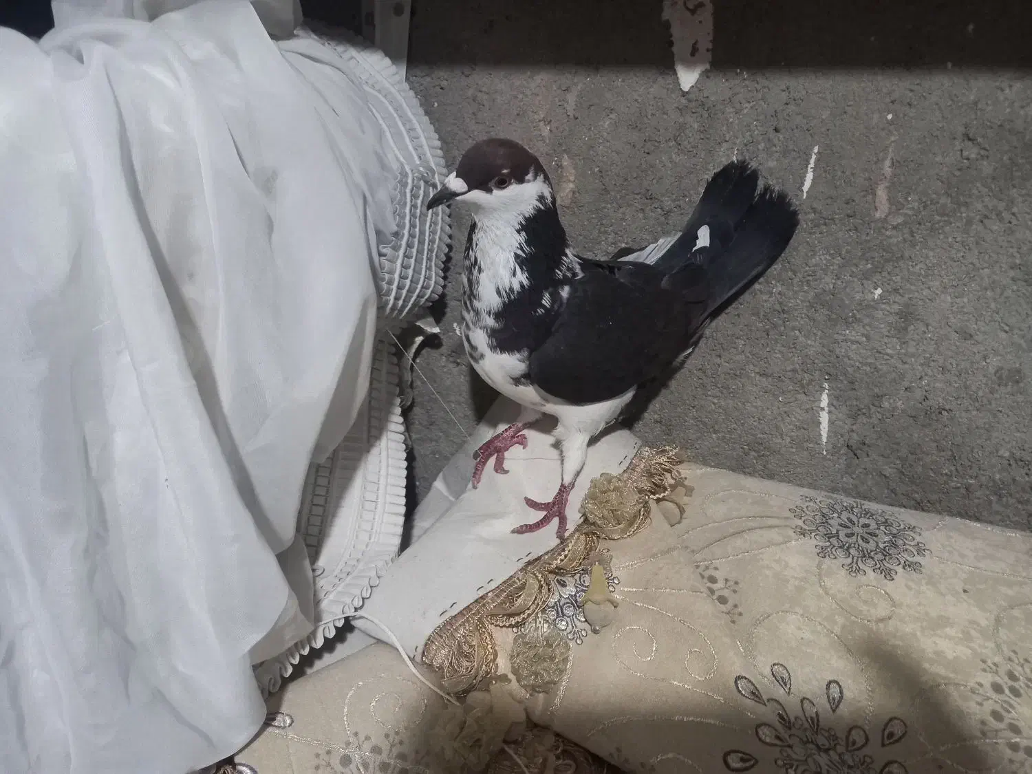 کبوتر|حراج|قائن, |دیوار