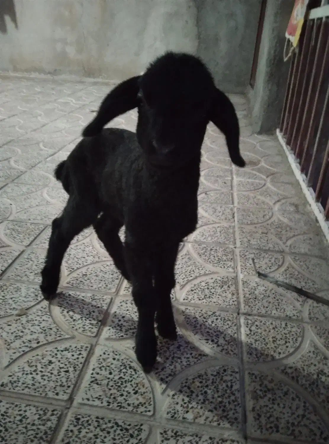 بره|حیوانات مزرعه|کوهدشت, |دیوار