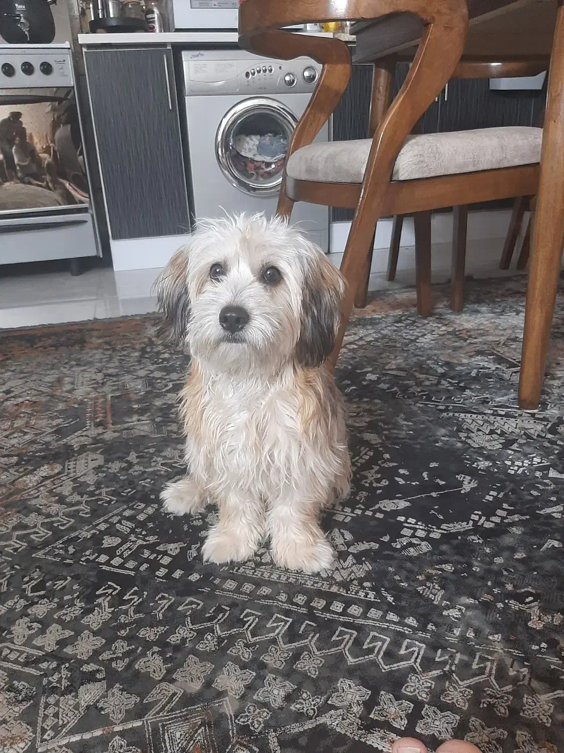 واگذار حیوان خانگی|سگ|فردیس, فردیس|دیوار