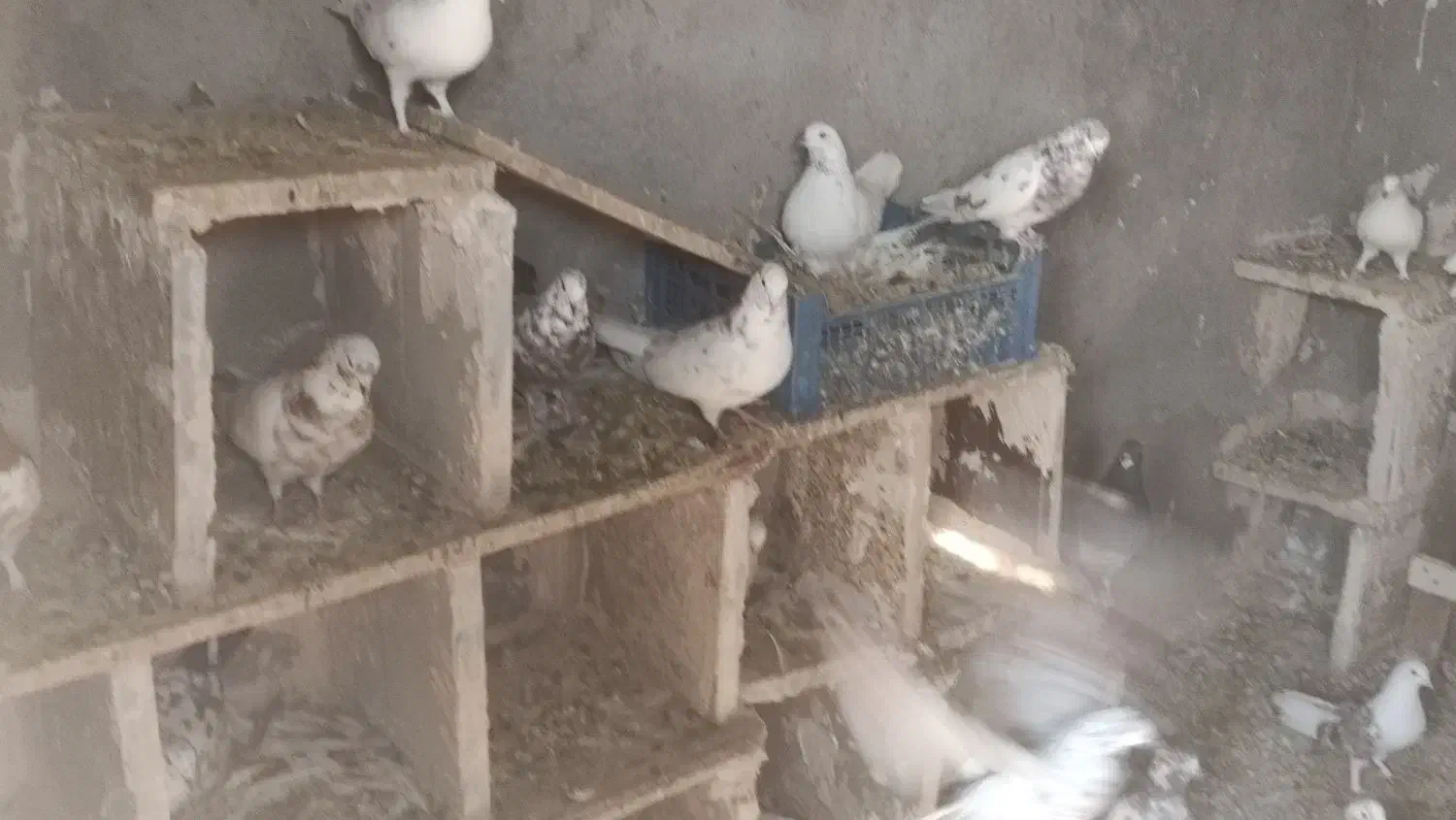 کبوتر فرروشی بصورت یکجا میفروشم|پرنده|پیر بکران, |دیوار
