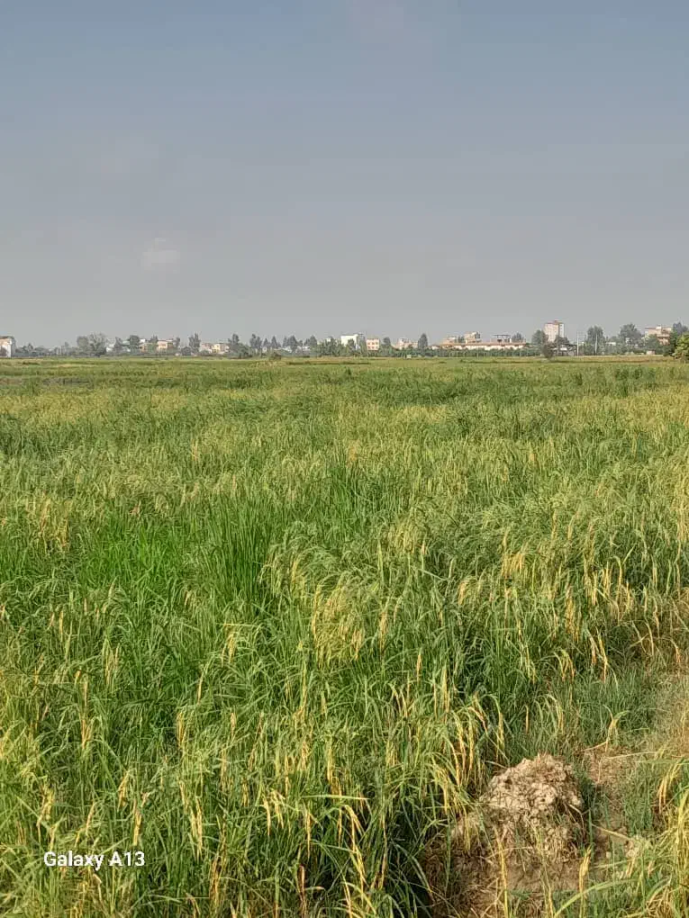 شالیزار|فروش دفتر صنعتی، کشاورزی، تجاری|کیاکلا, |دیوار