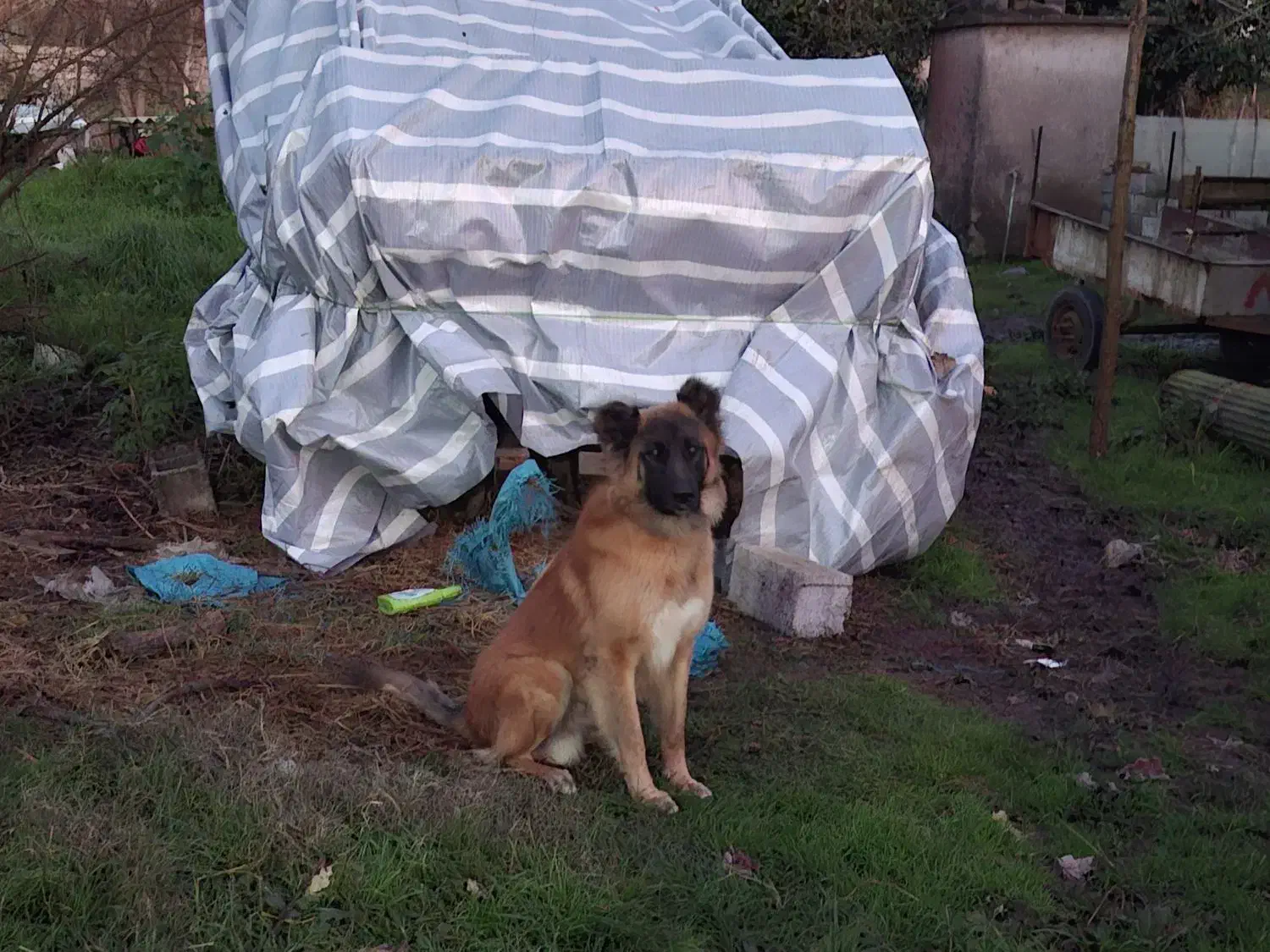 سگ ژرمن میکس سرابی|سگ|رشت, حومه رشت|دیوار