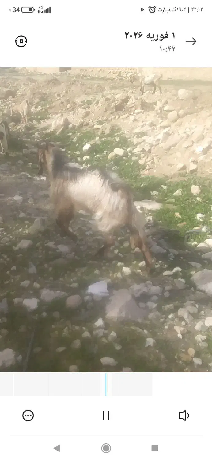 کهره نر|حیوانات مزرعه|مهر, |دیوار