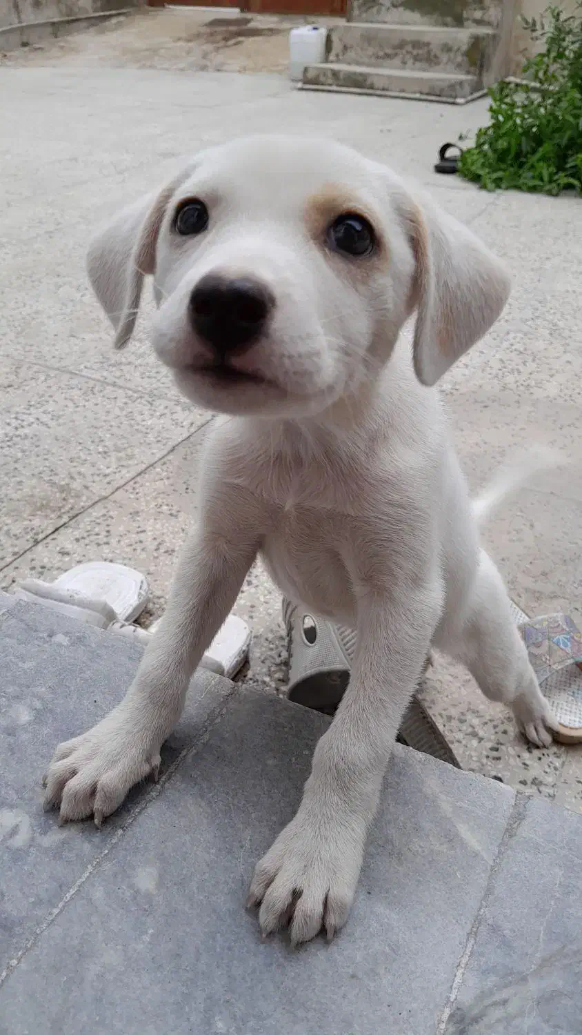 سگ اشمیز پاکوتاه سفید|سگ|بهشهر, |دیوار