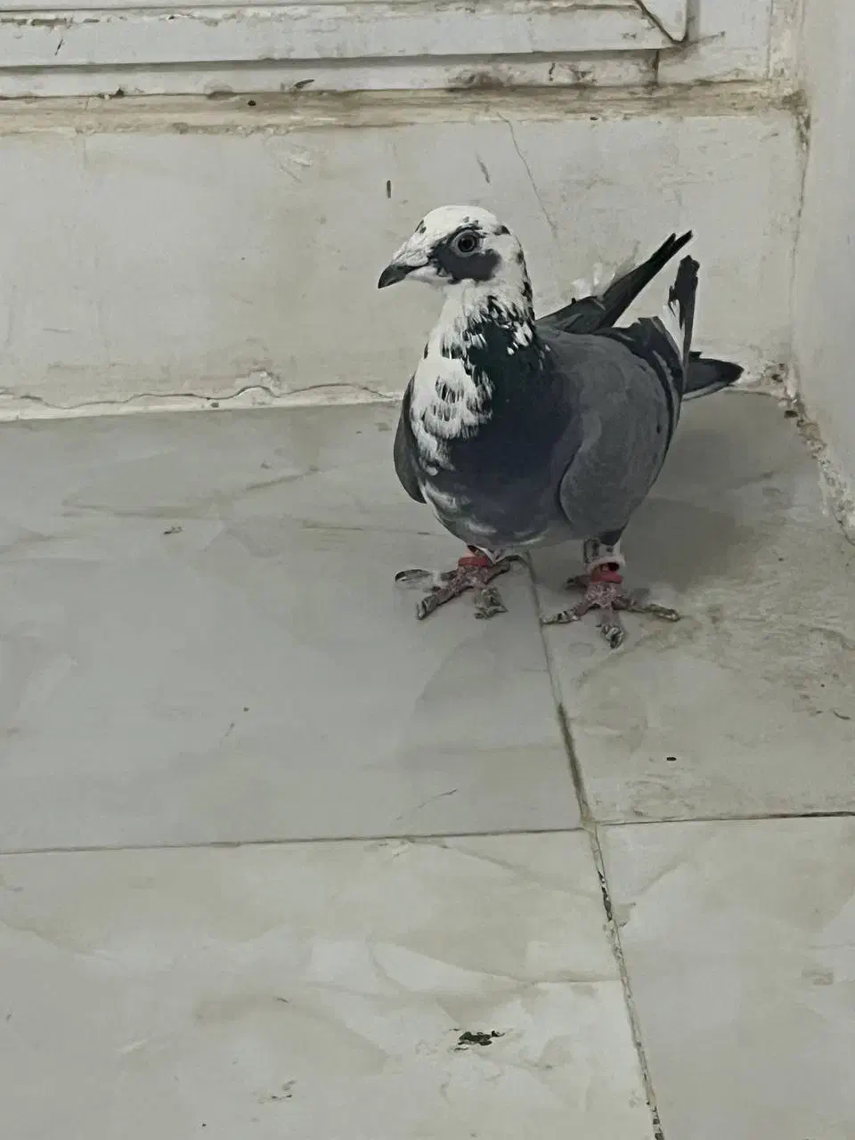 دم سفید و قره سبز آلمانی|پرنده|تربتحیدریه, کلاته توکلی|دیوار