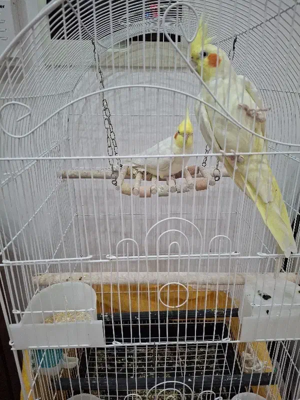 عروس هلندی جفت|پرنده|قم, دورشهر|دیوار