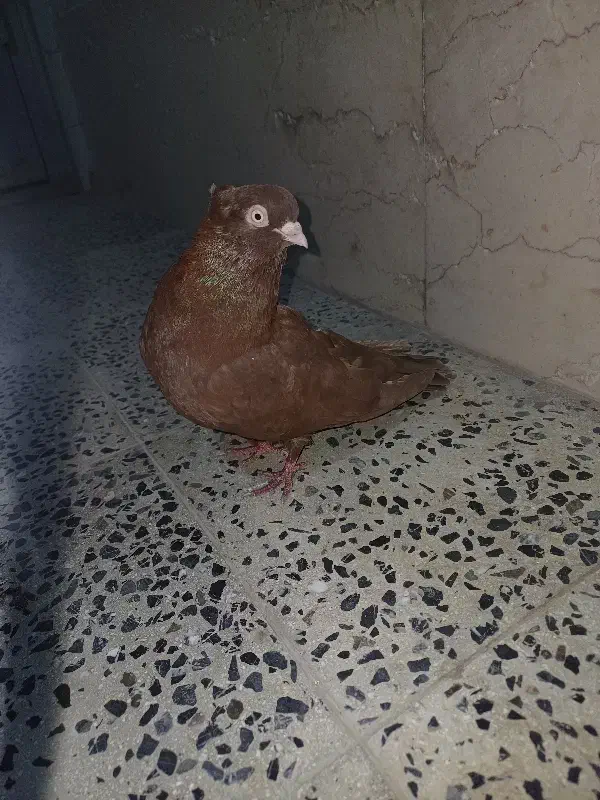 یجفت ماده ابادانی|پرنده|شهرکرد, |دیوار