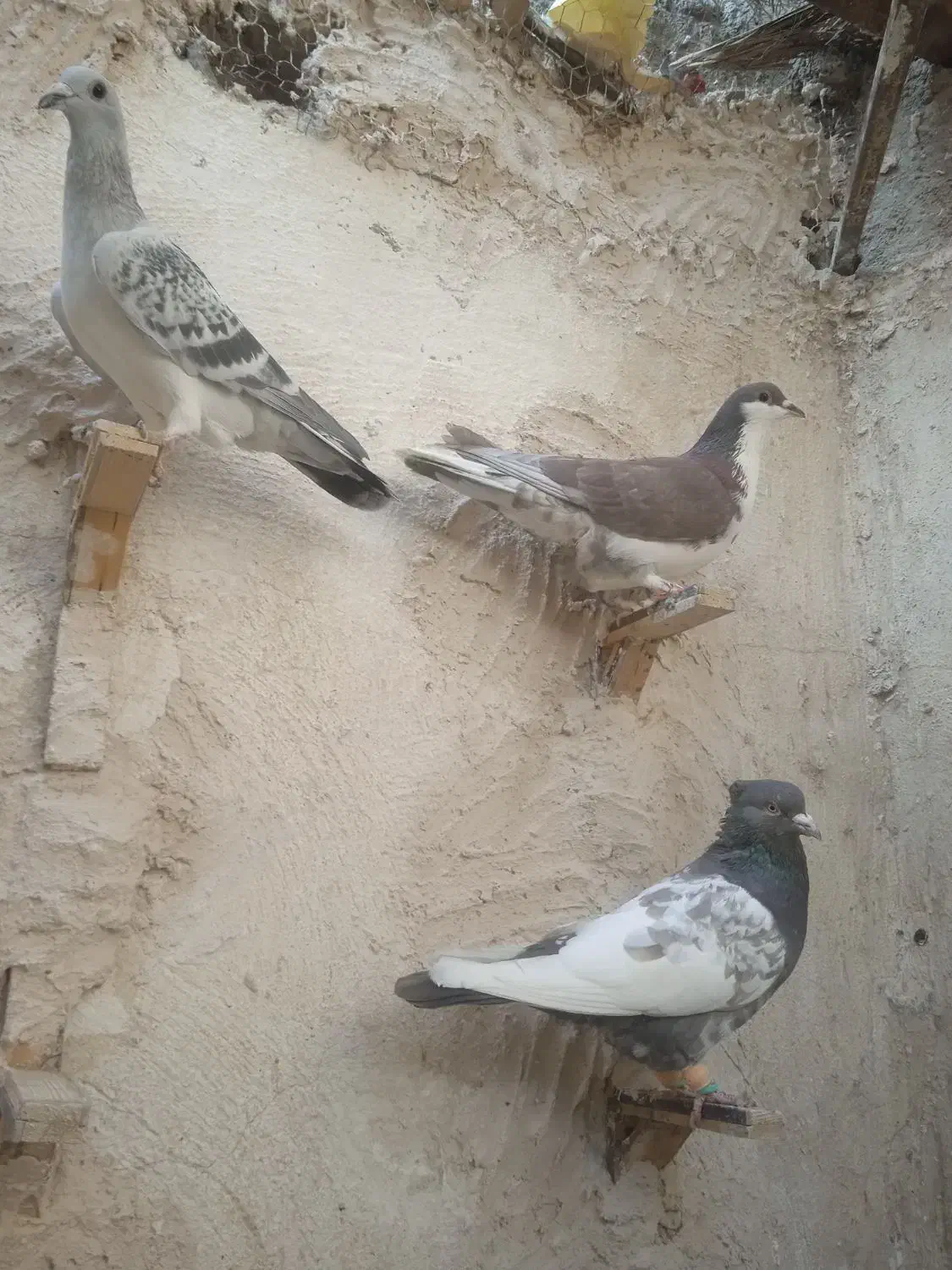 کبوتر|پرنده|زاهدان, |دیوار