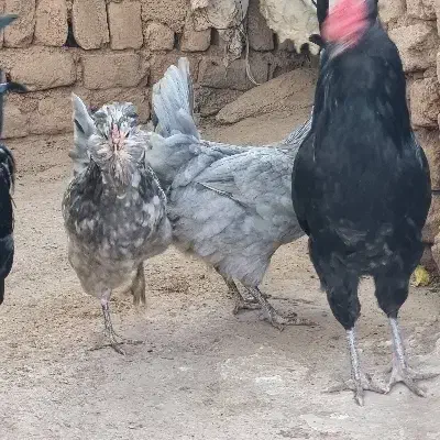 مرغ گلین طوسی کرچ|حیوانات مزرعه|تهران, بروجردی|دیوار