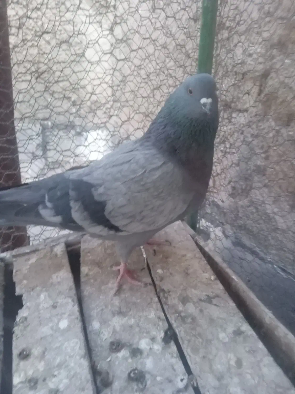 کفتر پرند|پرنده|سپیدان, |دیوار