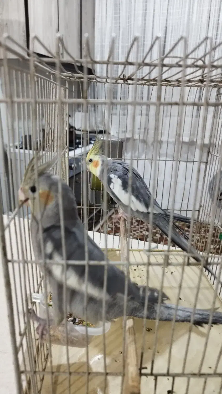 عروس هلندی|پرنده|قدس, شهر‌قدس|دیوار