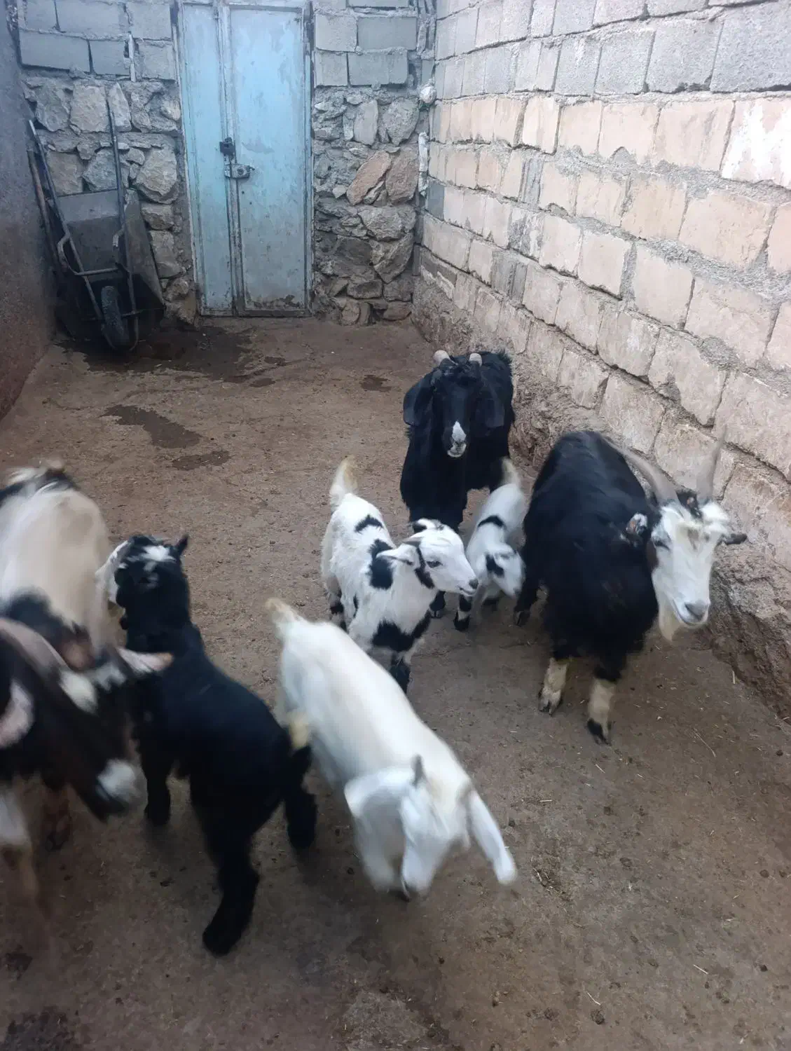 سه راس بز و چهار راس بزغاله|حیوانات مزرعه|ازنا, |دیوار