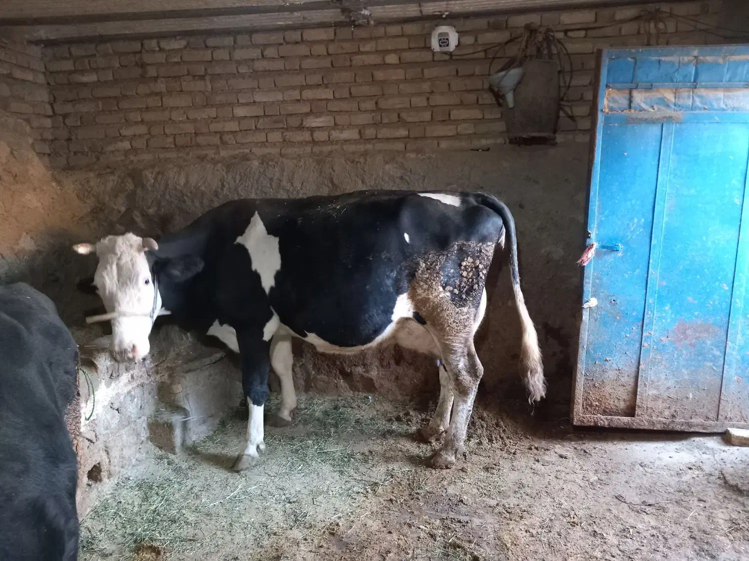 گاو سیمینتال و گوساله ماده شاروله|حیوانات مزرعه|بیلوار, |دیوار