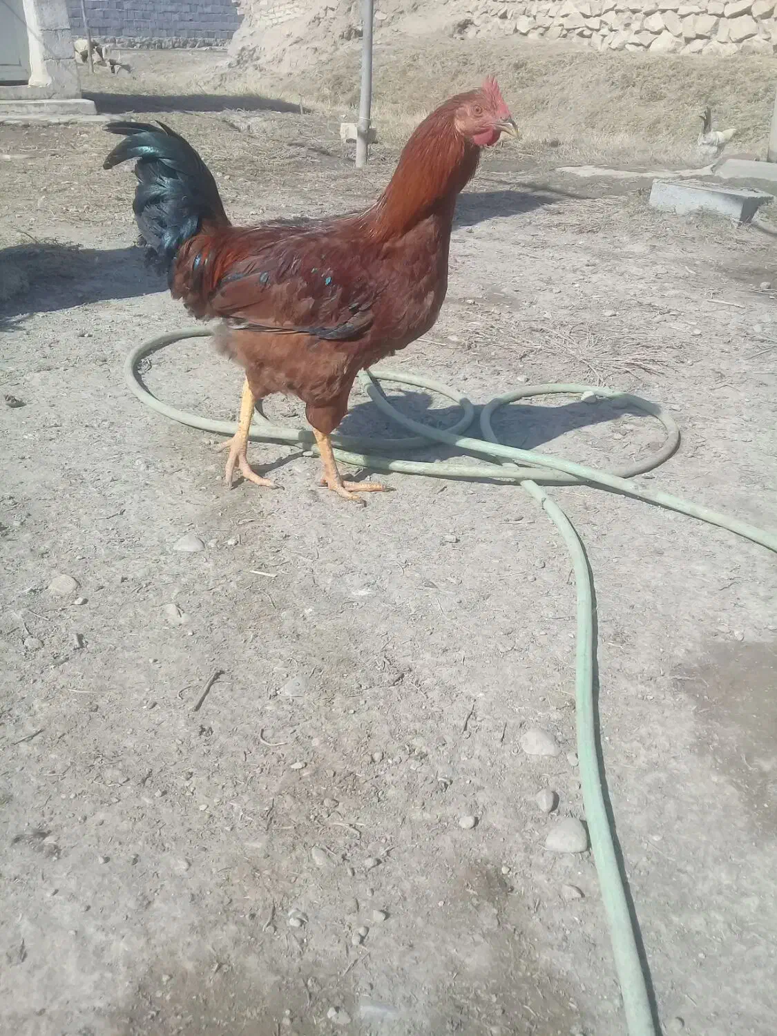 ۶۰۰۰۰۰|حیوانات مزرعه|کاغذکنان, |دیوار