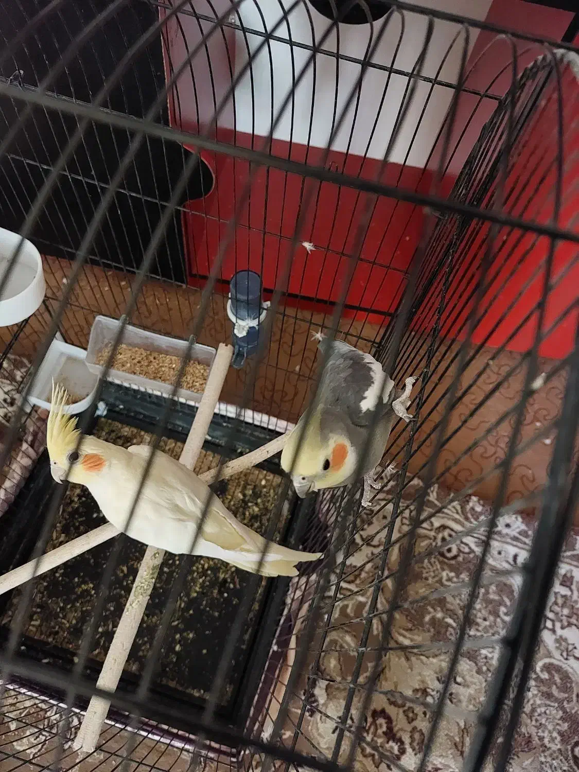 عروس هلندی|پرنده|نیریز, |دیوار